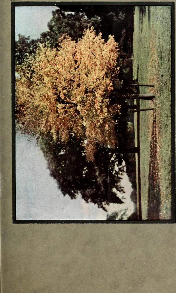 An illustration from Colour photography : and other recent developments of the art of the camera, 1908, leaf 86