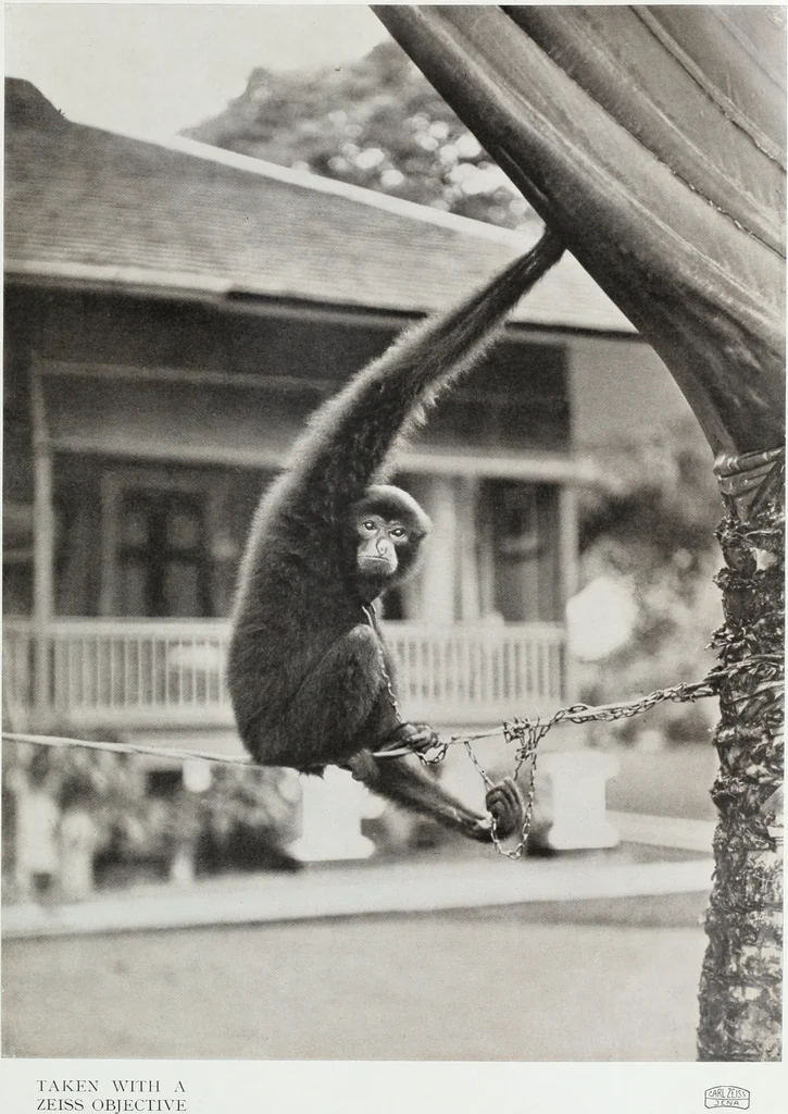 An illustration from Colour photography : and other recent developments of the art of the camera, 1908, leaf 262