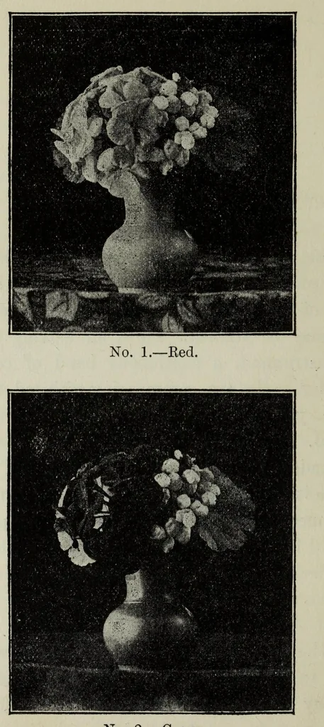 An illustration from Colour photography. A practical treatise for amateurs, 1900, leaf 22