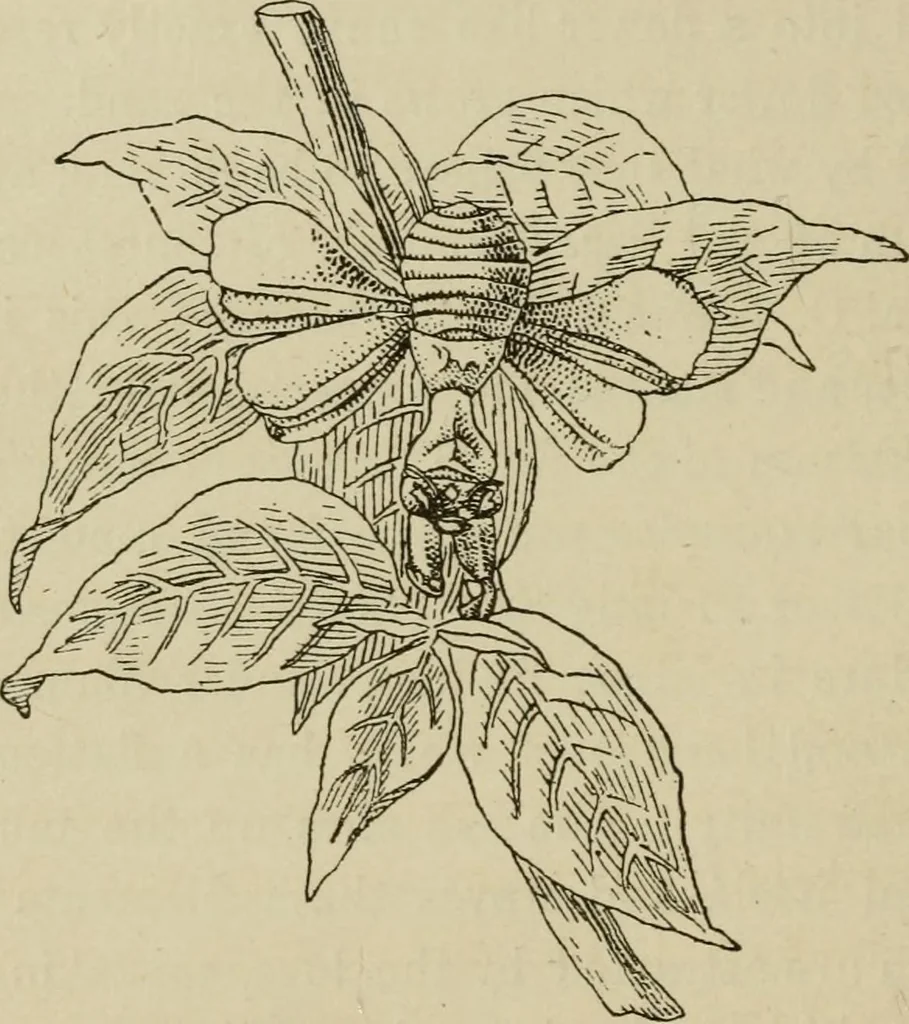 An illustration from The colours of animals, their meaning and use, especially considered in the case of insects;, 1890, leaf 101