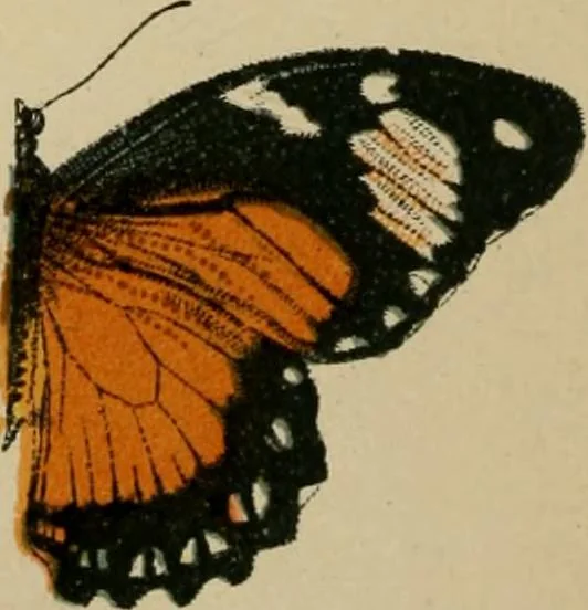 An illustration from The colours of animals, their meaning and use, especially considered in the case of insects;, 1890, leaf 13