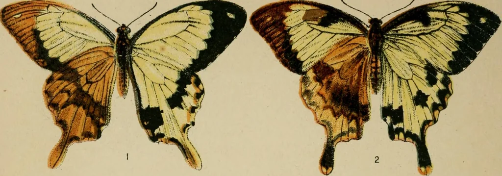 An illustration from The colours of animals, their meaning and use, especially considered in the case of insects;, 1890, leaf 13
