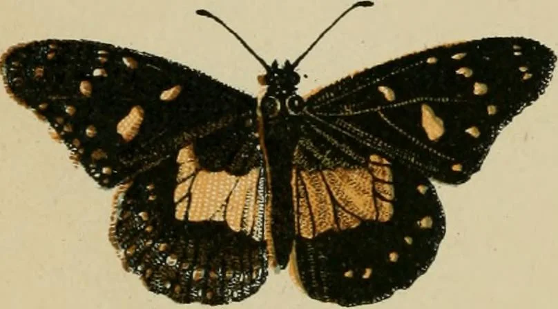 An illustration from The colours of animals, their meaning and use, especially considered in the case of insects;, 1890, leaf 13