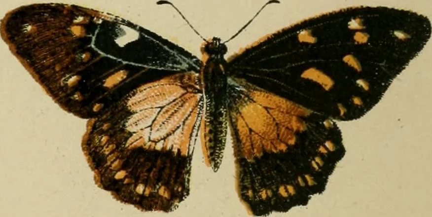 An illustration from The colours of animals, their meaning and use, especially considered in the case of insects;, 1890, leaf 13