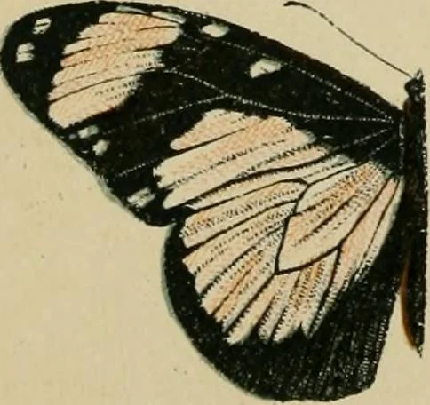 An illustration from The colours of animals, their meaning and use, especially considered in the case of insects;, 1890, leaf 13