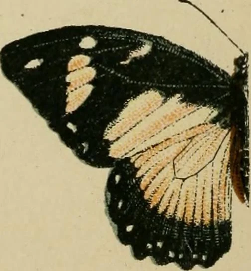 An illustration from The colours of animals, their meaning and use, especially considered in the case of insects;, 1890, leaf 13