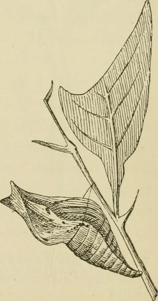 An illustration from The colours of animals, their meaning and use, especially considered in the case of insects;, 1890, leaf 142