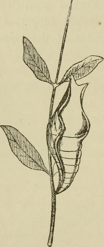 An illustration from The colours of animals, their meaning and use, especially considered in the case of insects;, 1890, leaf 143
