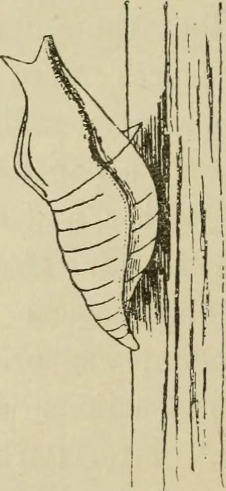 An illustration from The colours of animals, their meaning and use, especially considered in the case of insects;, 1890, leaf 143