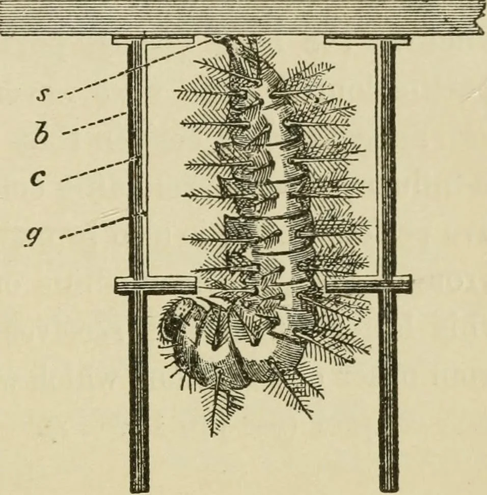 An illustration from The colours of animals, their meaning and use, especially considered in the case of insects;, 1890, leaf 158