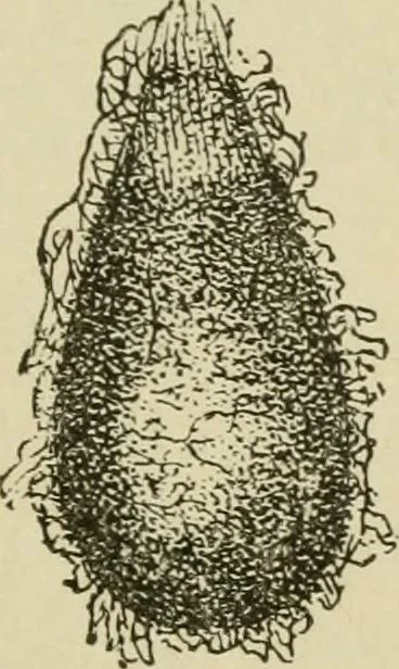 An illustration from The colours of animals, their meaning and use, especially considered in the case of insects;, 1890, leaf 170