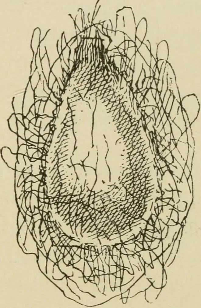 An illustration from The colours of animals, their meaning and use, especially considered in the case of insects;, 1890, leaf 170