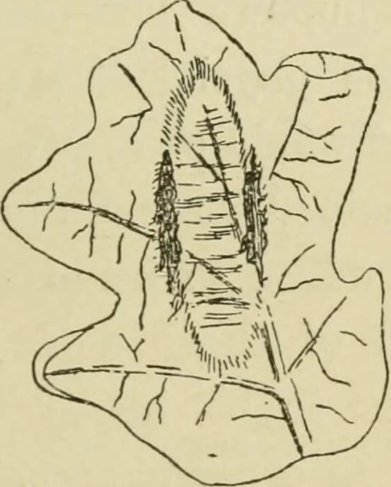 An illustration from The colours of animals, their meaning and use, especially considered in the case of insects;, 1890, leaf 172