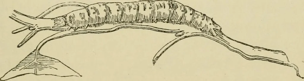 An illustration from The colours of animals, their meaning and use, especially considered in the case of insects;, 1890, leaf 178
