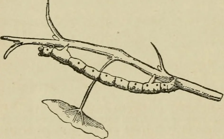 An illustration from The colours of animals, their meaning and use, especially considered in the case of insects;, 1890, leaf 179