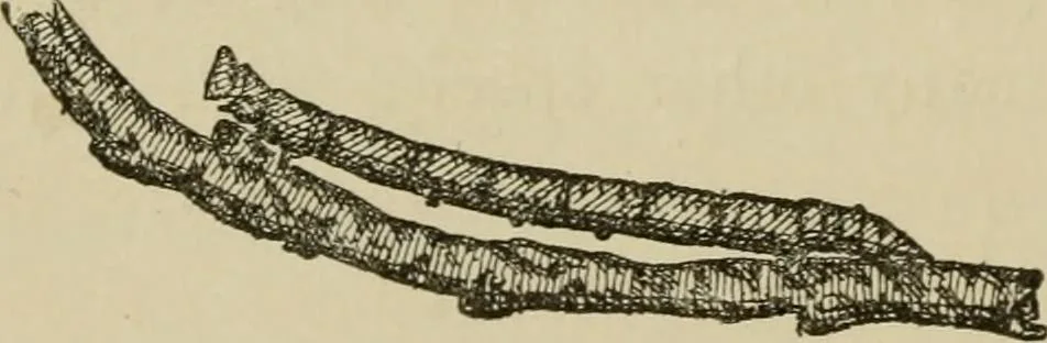 An illustration from The colours of animals, their meaning and use, especially considered in the case of insects;, 1890, leaf 179
