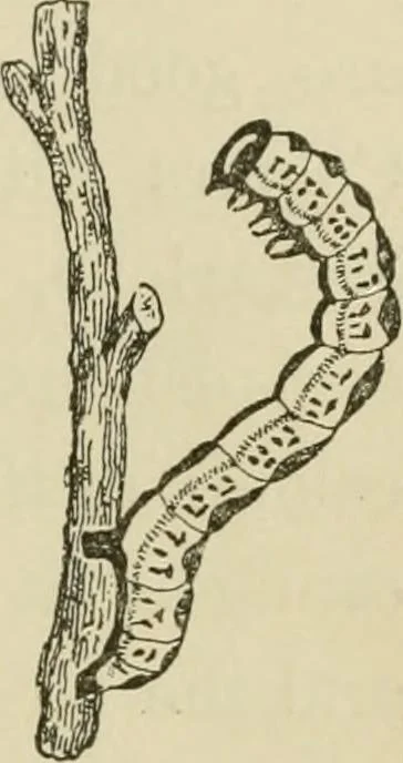 An illustration from The colours of animals, their meaning and use, especially considered in the case of insects;, 1890, leaf 196