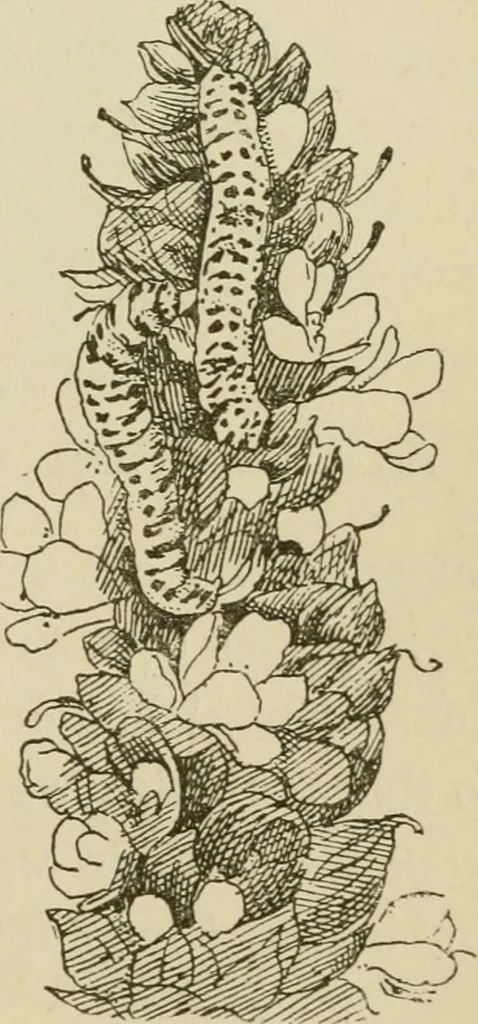 An illustration from The colours of animals, their meaning and use, especially considered in the case of insects;, 1890, leaf 214