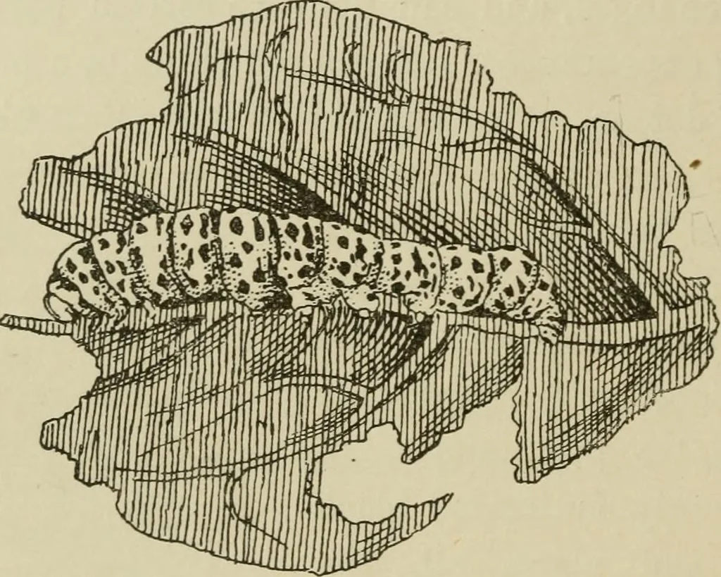 An illustration from The colours of animals, their meaning and use, especially considered in the case of insects;, 1890, leaf 215