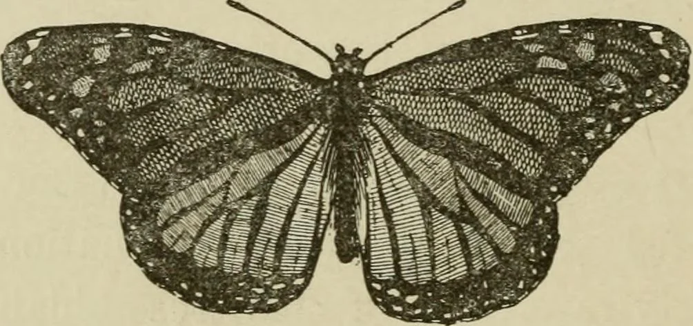 An illustration from The colours of animals, their meaning and use, especially considered in the case of insects;, 1890, leaf 221