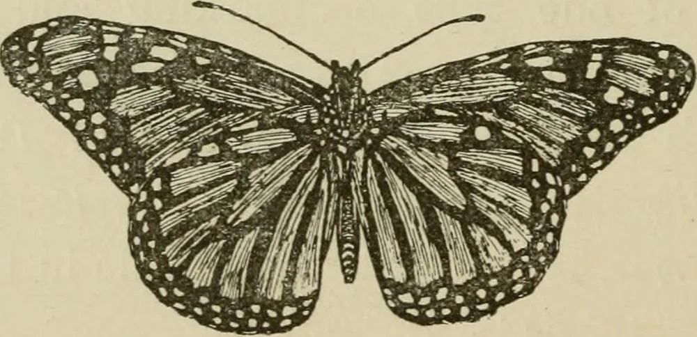 An illustration from The colours of animals, their meaning and use, especially considered in the case of insects;, 1890, leaf 221