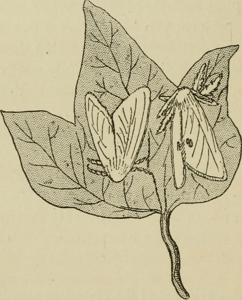 An illustration from The colours of animals, their meaning and use, especially considered in the case of insects;, 1890, leaf 269