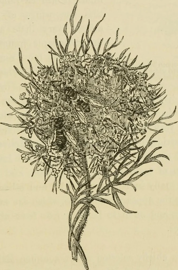 An illustration from The colours of animals, their meaning and use, especially considered in the case of insects;, 1890, leaf 276