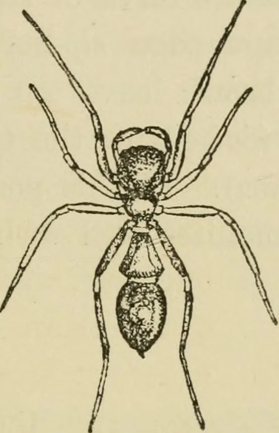 An illustration from The colours of animals, their meaning and use, especially considered in the case of insects;, 1890, leaf 284