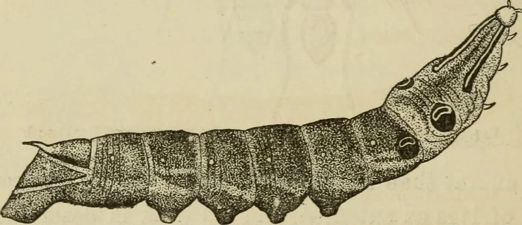 An illustration from The colours of animals, their meaning and use, especially considered in the case of insects;, 1890, leaf 285