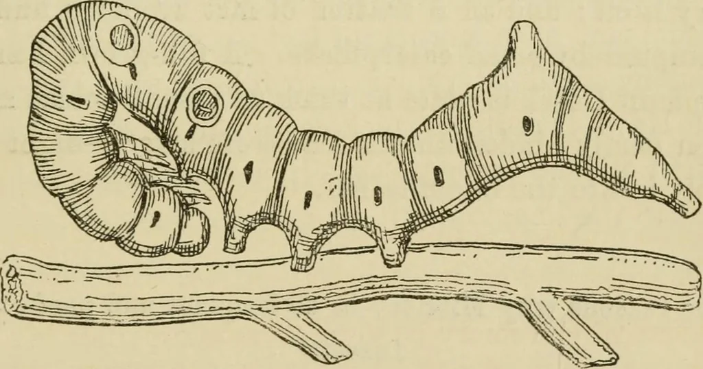 An illustration from The colours of animals, their meaning and use, especially considered in the case of insects;, 1890, leaf 290