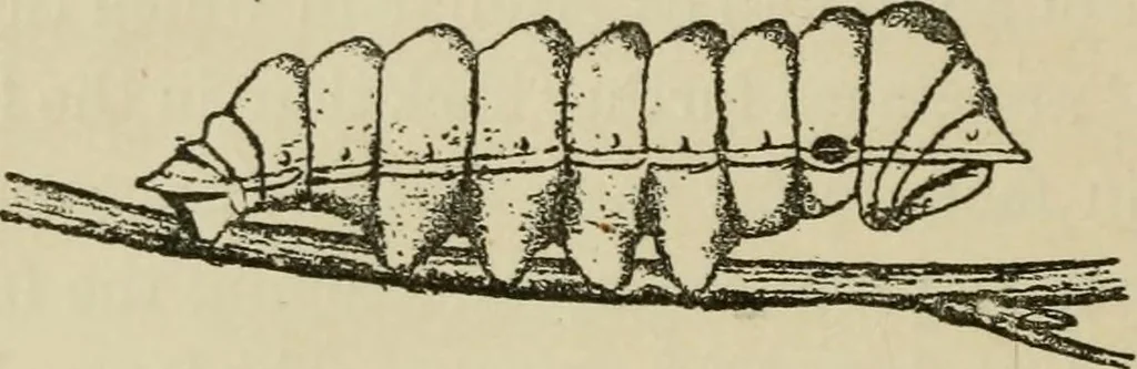 An illustration from The colours of animals, their meaning and use, especially considered in the case of insects;, 1890, leaf 291
