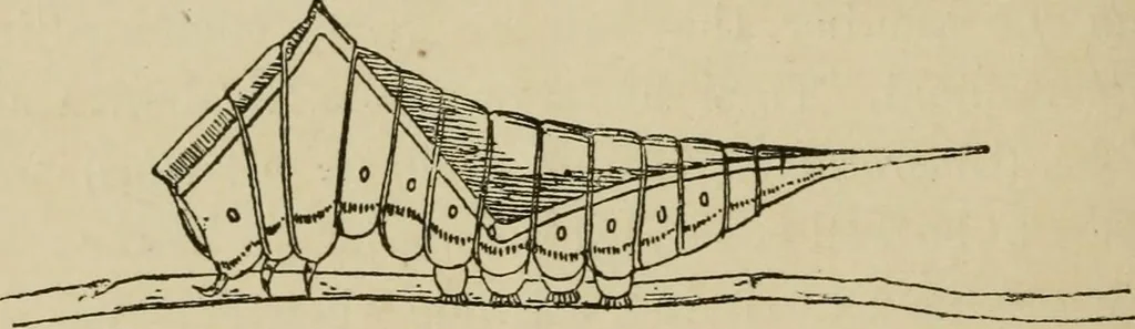 An illustration from The colours of animals, their meaning and use, especially considered in the case of insects;, 1890, leaf 297