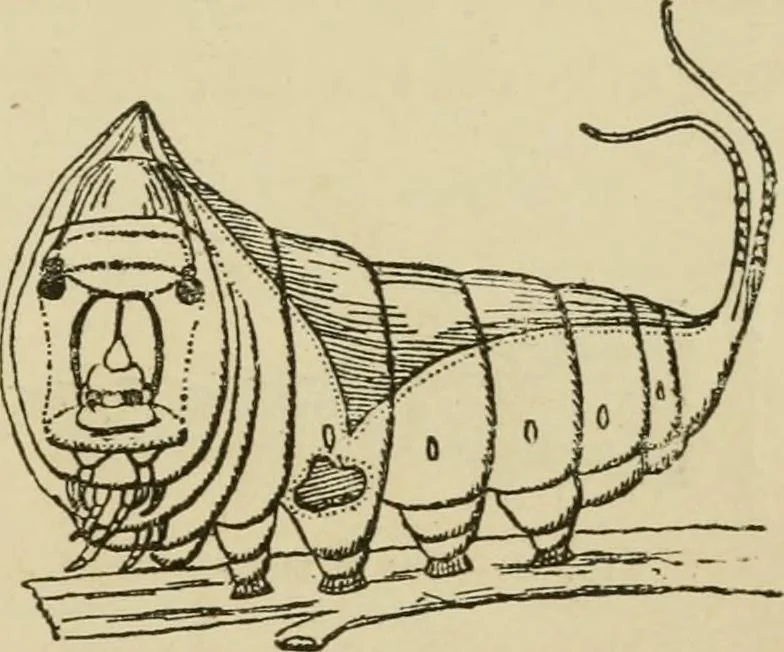 An illustration from The colours of animals, their meaning and use, especially considered in the case of insects;, 1890, leaf 298