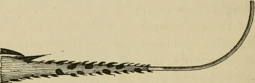 An illustration from The colours of animals, their meaning and use, especially considered in the case of insects;, 1890, leaf 299