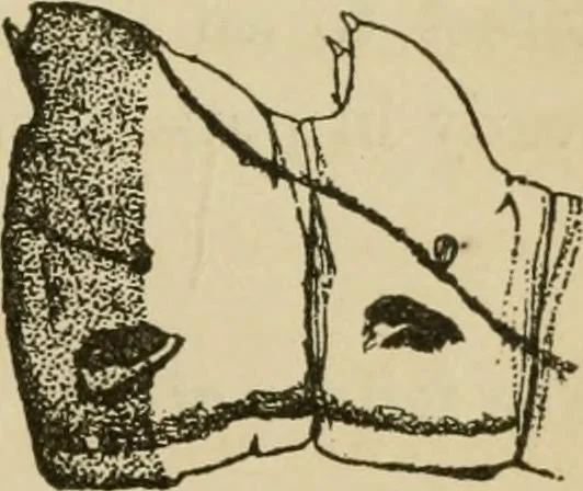 An illustration from The colours of animals, their meaning and use, especially considered in the case of insects;, 1890, leaf 308