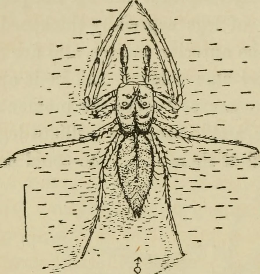 An illustration from The colours of animals, their meaning and use, especially considered in the case of insects;, 1890, leaf 329