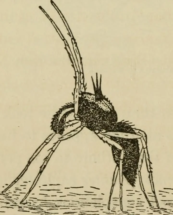 An illustration from The colours of animals, their meaning and use, especially considered in the case of insects;, 1890, leaf 329