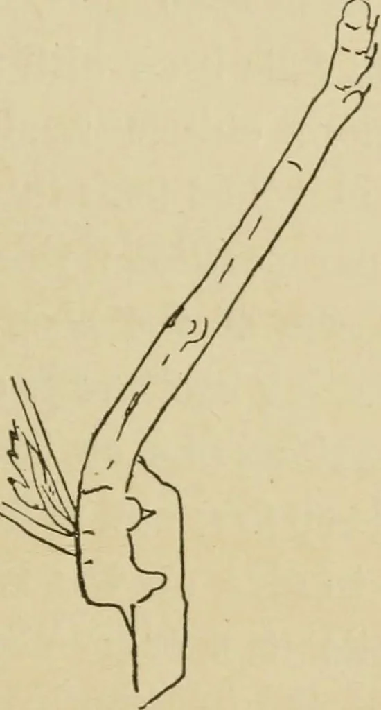 An illustration from The colours of animals, their meaning and use, especially considered in the case of insects;, 1890, leaf 54