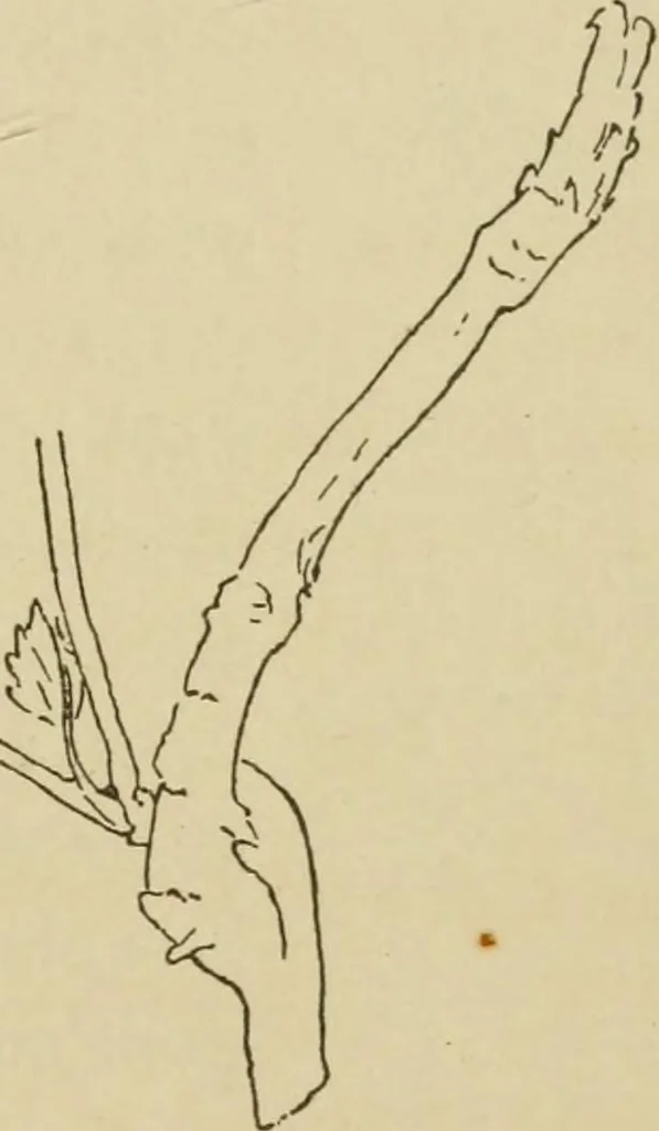 An illustration from The colours of animals, their meaning and use, especially considered in the case of insects;, 1890, leaf 54