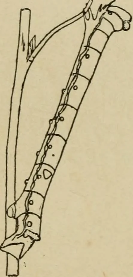 An illustration from The colours of animals, their meaning and use, especially considered in the case of insects;, 1890, leaf 55