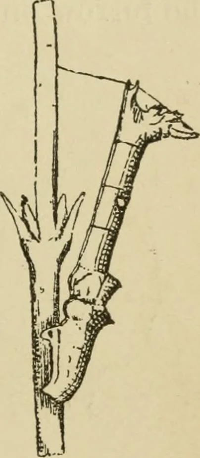 An illustration from The colours of animals, their meaning and use, especially considered in the case of insects;, 1890, leaf 56
