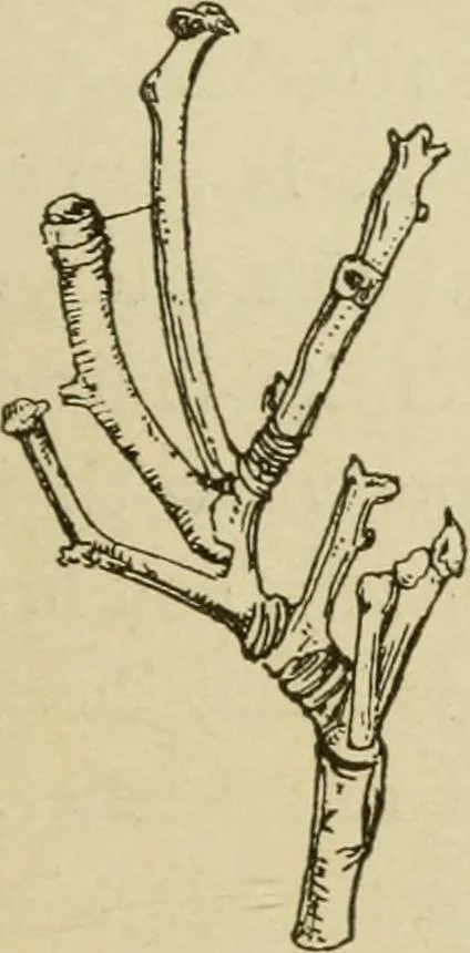 An illustration from The colours of animals, their meaning and use, especially considered in the case of insects;, 1890, leaf 58