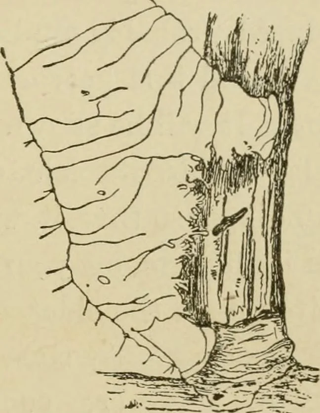 An illustration from The colours of animals, their meaning and use, especially considered in the case of insects;, 1890, leaf 58