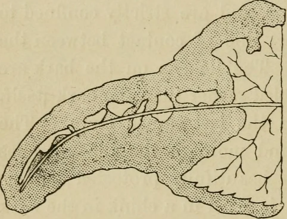 An illustration from The colours of animals, their meaning and use, especially considered in the case of insects;, 1890, leaf 63