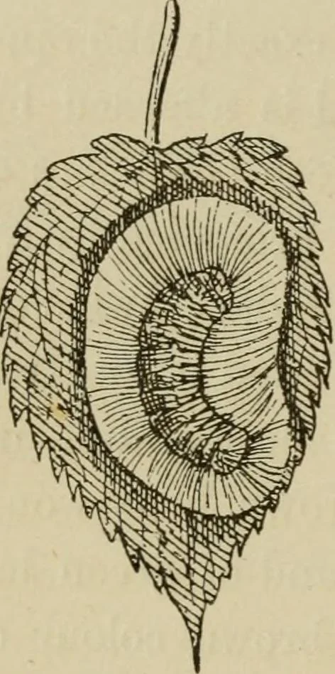 An illustration from The colours of animals, their meaning and use, especially considered in the case of insects;, 1890, leaf 71