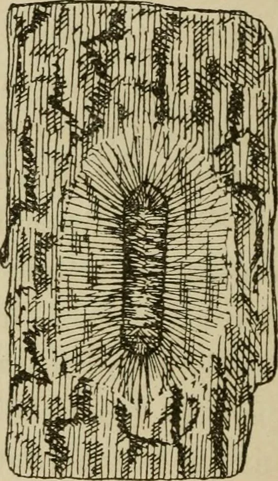 An illustration from The colours of animals, their meaning and use, especially considered in the case of insects;, 1890, leaf 71