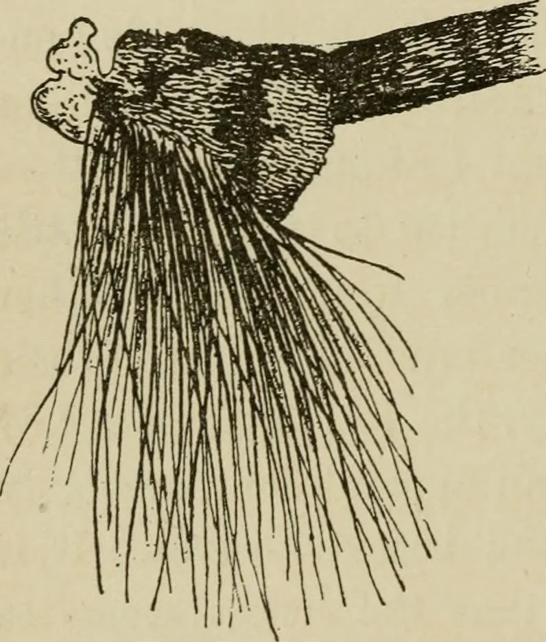 An illustration from The colours of animals, their meaning and use, especially considered in the case of insects;, 1890, leaf 83