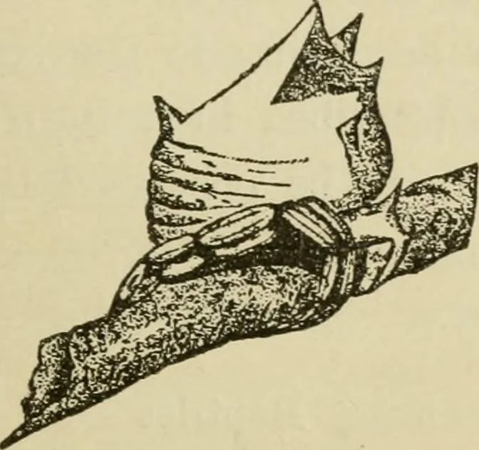 An illustration from The colours of animals, their meaning and use, especially considered in the case of insects;, 1890, leaf 86
