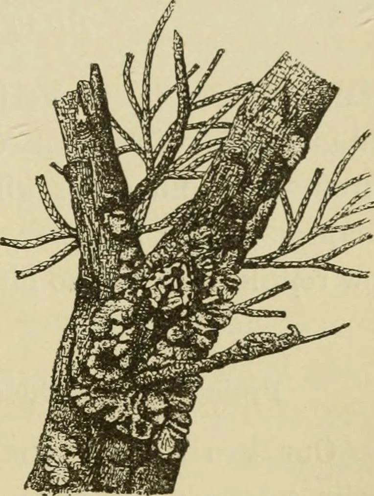 An illustration from The colours of animals, their meaning and use, especially considered in the case of insects;, 1890, leaf 86