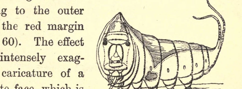 An illustration from The colours of animals, their meaning and use, especially considered in the case of insects;, 1890, leaf 299